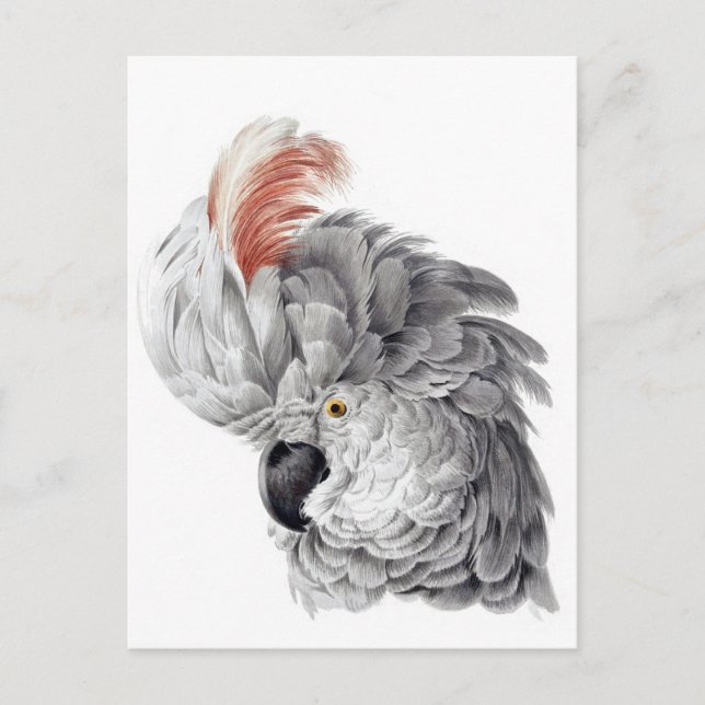 Postal Cabeza de Cockatoo - Aert Schouman (Anverso)