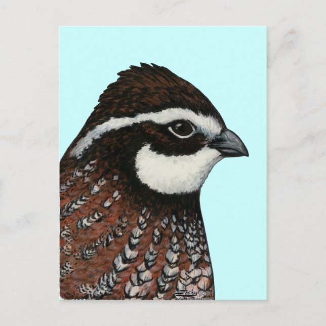 Postal Cabeza de codorniz Bobwhite (Anverso)