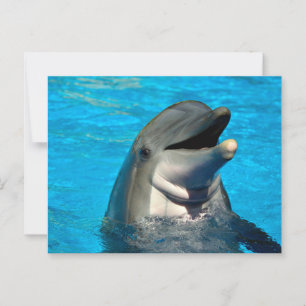 Postal Cabeza de delfín botellas