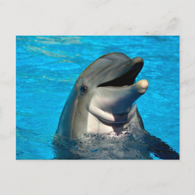 Postal Cabeza de delfín botellas (Anverso)