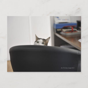 Postal Cabeza de gato mostrando una silla de oficina, cer