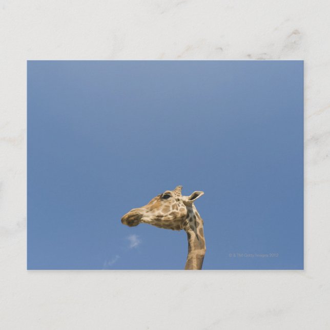 Postal Cabeza de Giraffe (Anverso)