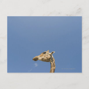 Postal Cabeza de Giraffe