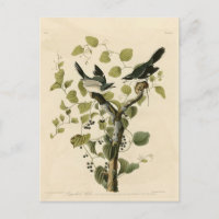 Cabeza de leñador Shrike de Aves de América de Aud