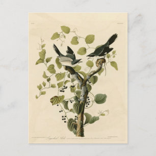 Postal Cabeza de leñador Shrike de Aves de América de Aud