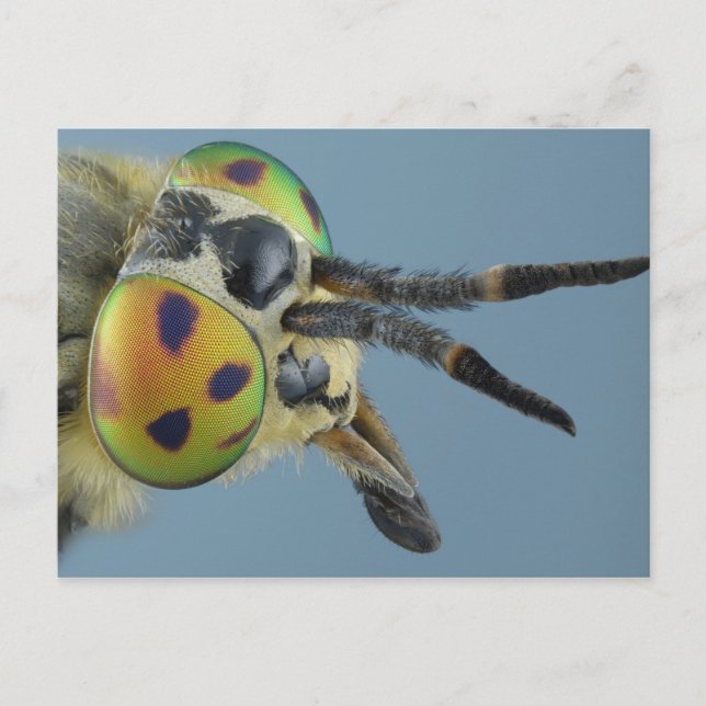 Postal Cabeza de mosca de ciervo (Anverso)