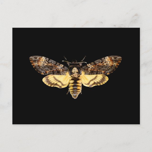 Postal cabeza de muerte africana hwkmoth mariposa insecto (Anverso)