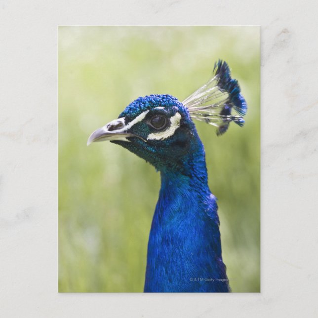 Postal Cabeza de pavo real (Anverso)