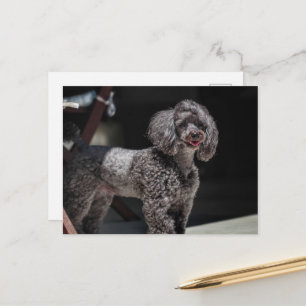 Postal Cabeza de perro de caniche negro lindo sonriendo