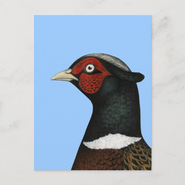 Postal Cabeza de Pheasant Ringneck (Anverso)