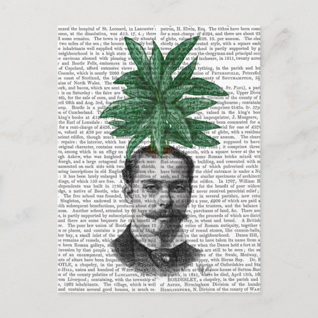 Postal Cabeza de planta evergreen china (Anverso)