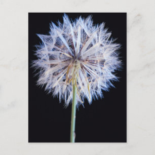 Postal Cabeza de semilla de diente de león (Taraxacum Off