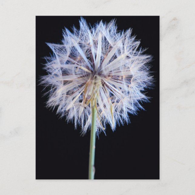 Postal Cabeza de semilla de diente de león (Taraxacum Off (Anverso)