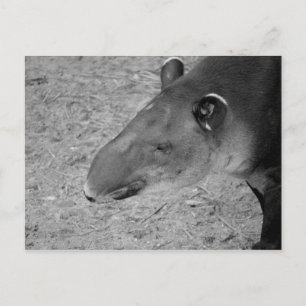 Postal cabeza de tapir animal zoológico blanco y negro