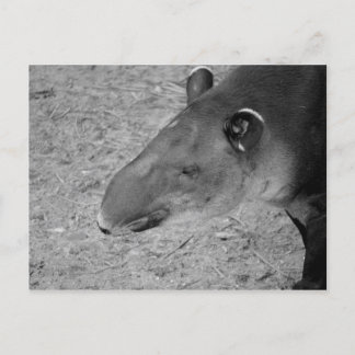 Postal cabeza de tapir animal zoológico blanco y negro