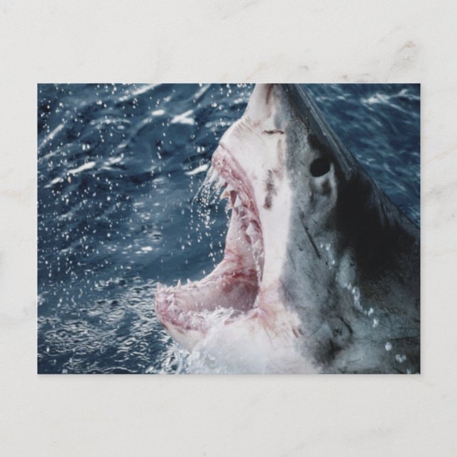Postal Cabeza de tiburón blanco (Anverso)