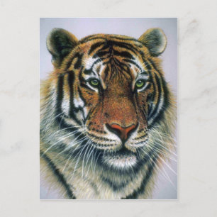Postal Cabeza de tigre siberiana