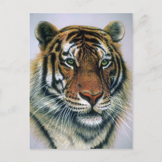 Postal Cabeza de tigre siberiana (Anverso)