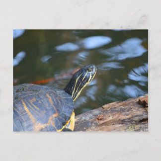 Postal cabeza de tortuga de agua deslizante fuera del cap
