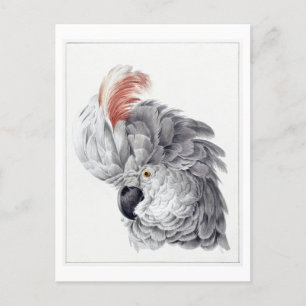 Postal Cabeza de un Ilustracion de Cockatoo Blanco