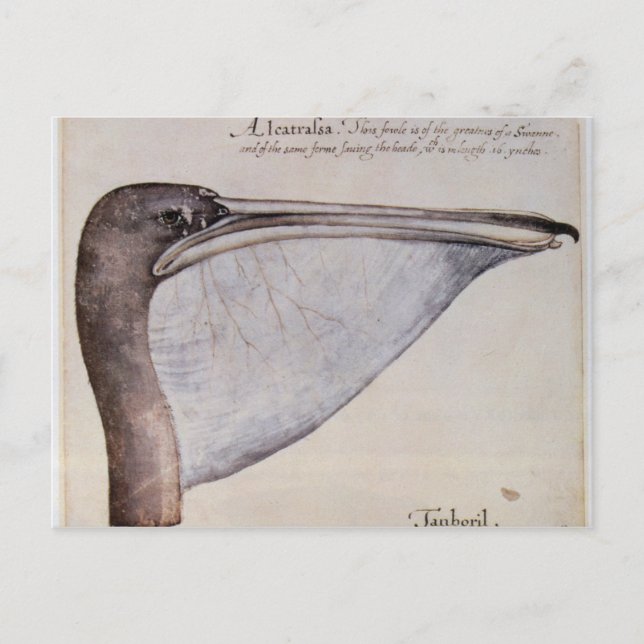 Postal Cabeza de un Pelican Marrón (Anverso)