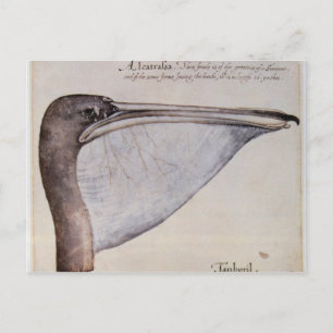 Postal Cabeza de un Pelican Marrón