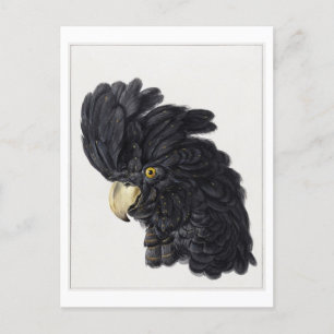 Postal Cabeza de una cosecha de Ilustracion de Cockatoo n