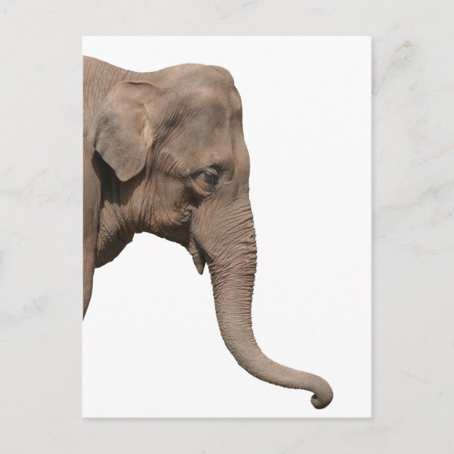 Postal Cabeza elefante (Anverso)