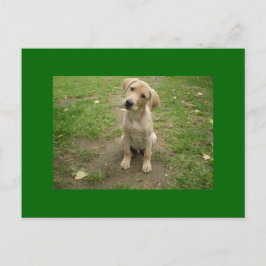 Postal Cabeza Labrador de puntillas