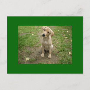 Postal Cabeza Labrador de puntillas