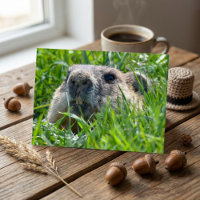 Cabeza Realista de Marmota Asomándose a Través del