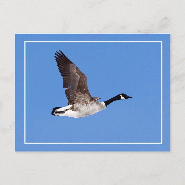 Postal Cabeza voladora (Anverso)