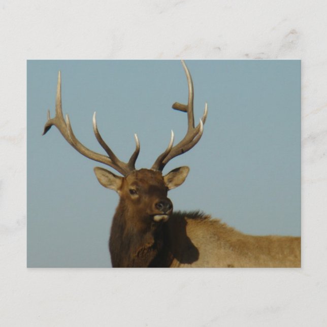 Postal Cabeza y hombros de alce toro E49 (Anverso)