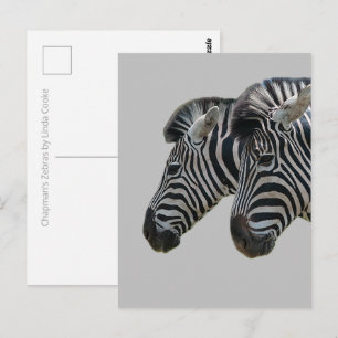 Postal Cabezales de zebra