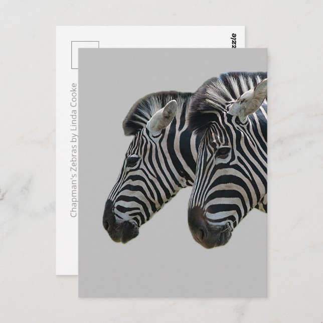 Postal Cabezales de zebra (Anverso / Reverso)