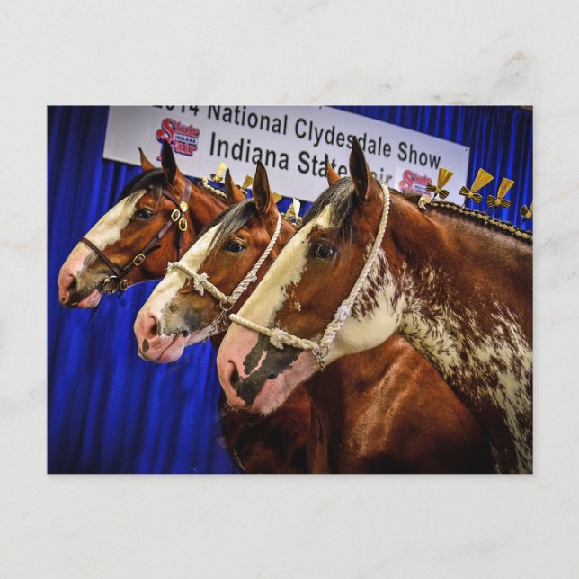 Postal Cabezas del caballo de hierro 3 (Anverso)