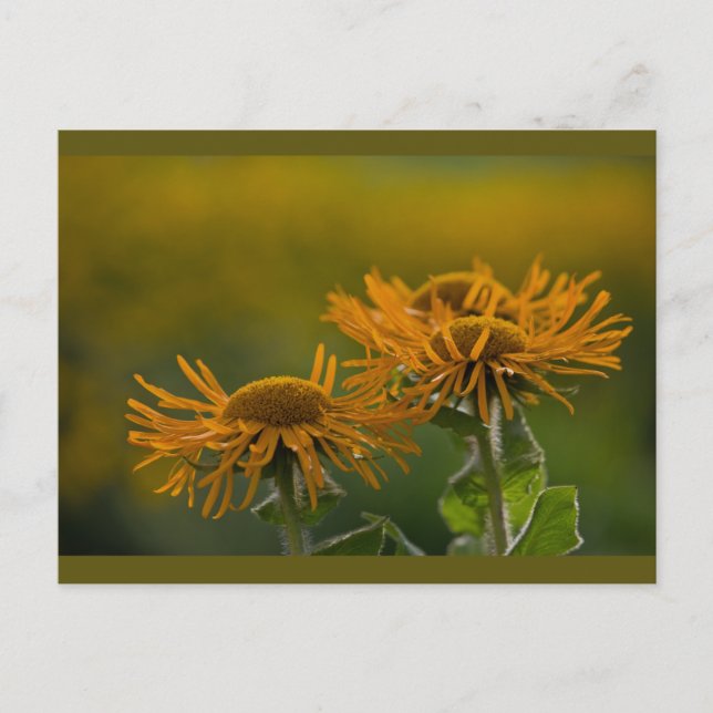Postal Cabezas florales naranjas Inula Orientalis CC0024 (Anverso)