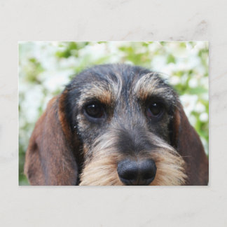 Postal Cable en miniatura Haired Dachshund