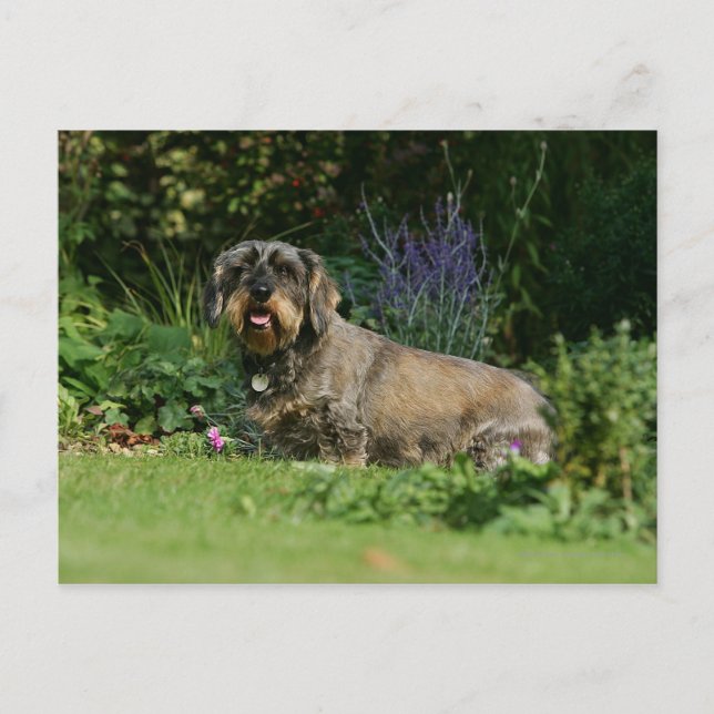 Postal Cableado estándar Dachshund Sitting (Anverso)
