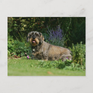 Postal Cableado estándar Dachshund Sitting
