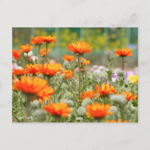 Postal Cabo Daisy [postal]