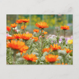 Postal Cabo Daisy [postal]