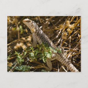 Postal Cabo Lizzard 2