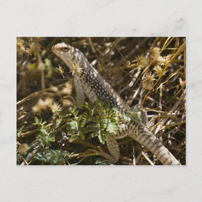 Postal Cabo Lizzard 2 (Anverso)