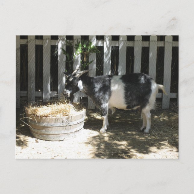 Postal cabra (Anverso)