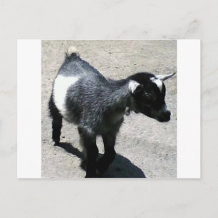 Postal Cabra bebé a la imagen del zoológico