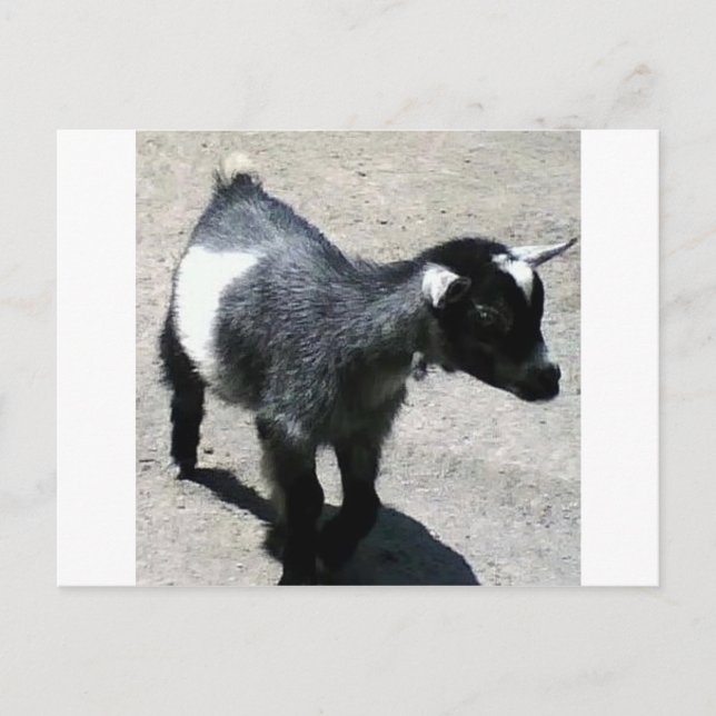 Postal Cabra bebé a la imagen del zoológico (Anverso)
