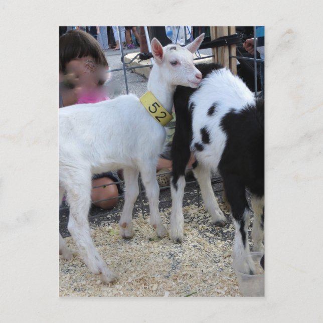 Postal Cabra blanca (Anverso)