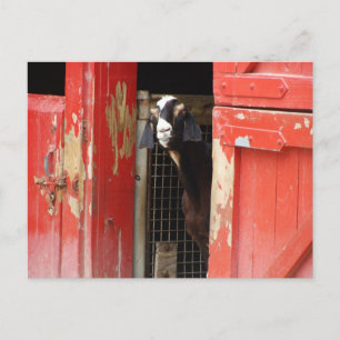 Postal Cabra curiosa