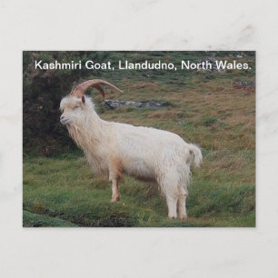 Postal Cabra de Cachemira, Llandudno, Gales del Norte.